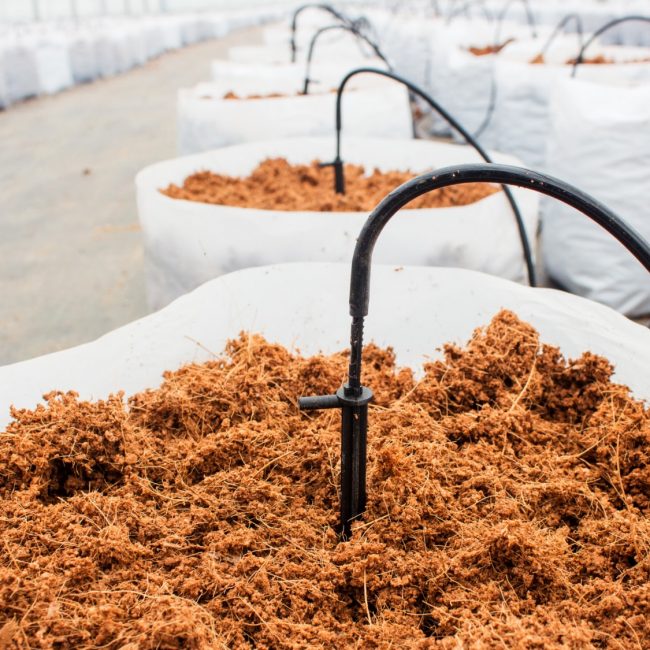 preparation-coco-peat-cultivation-vegetable-with-drip-irrigation-system
